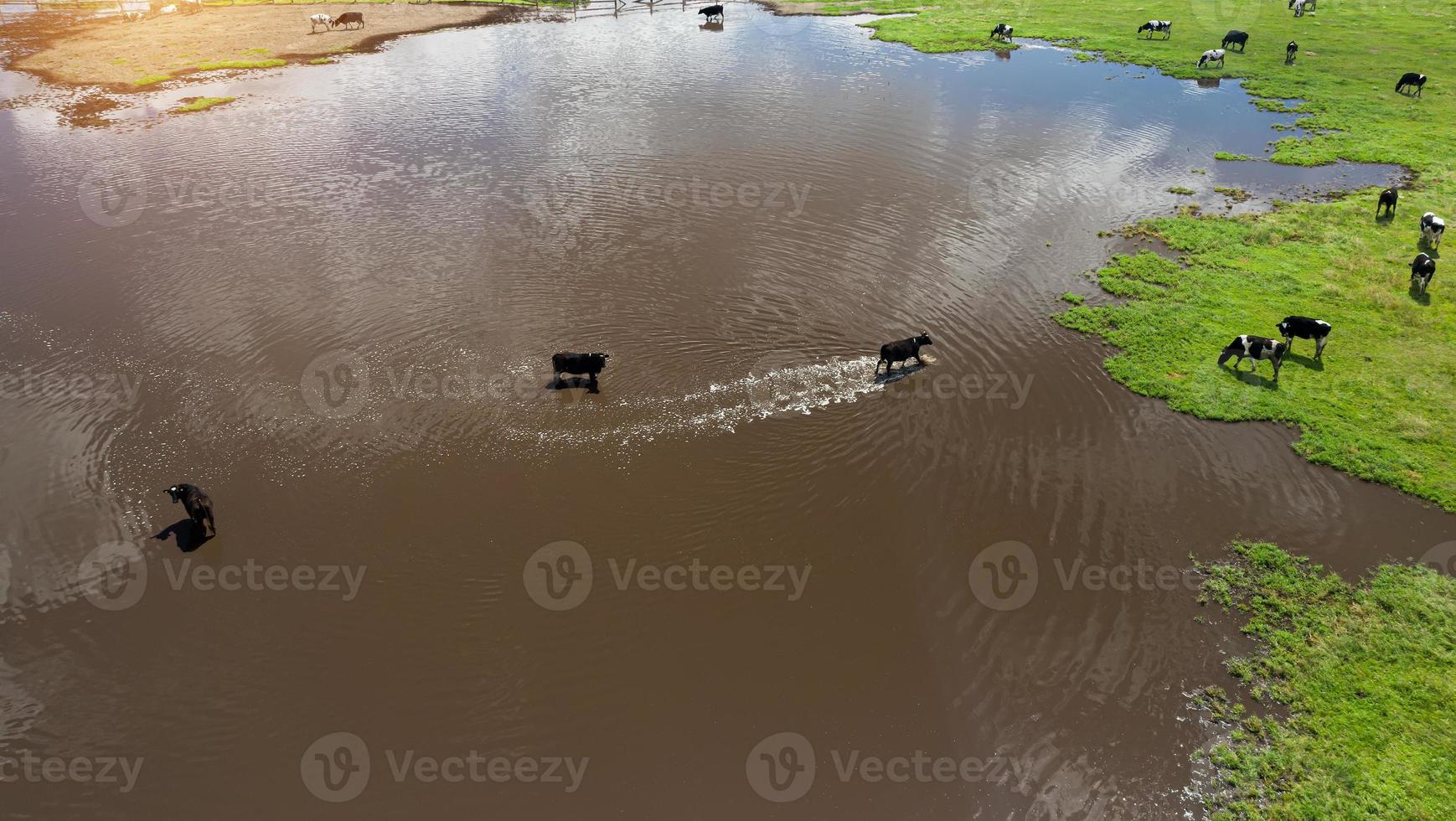 a herd of cows grazing near a large puddle top view photo