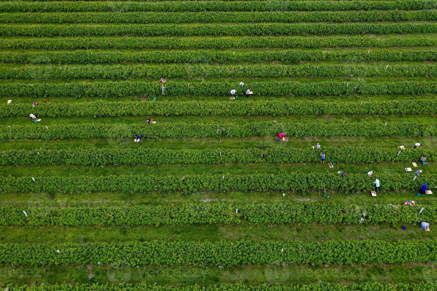 cosecha agrícola vista superior de frambuesa desde drone foto