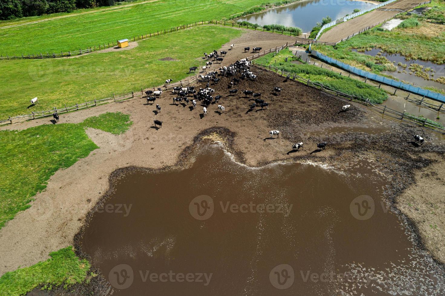 cows graze on a livestock farm top view photo