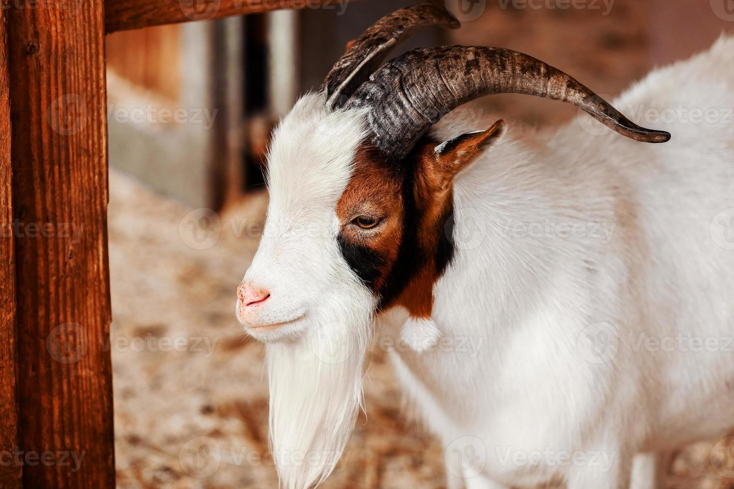 Goat. Portrait of a goat on a farm in the village. Beautiful goat posing. photo