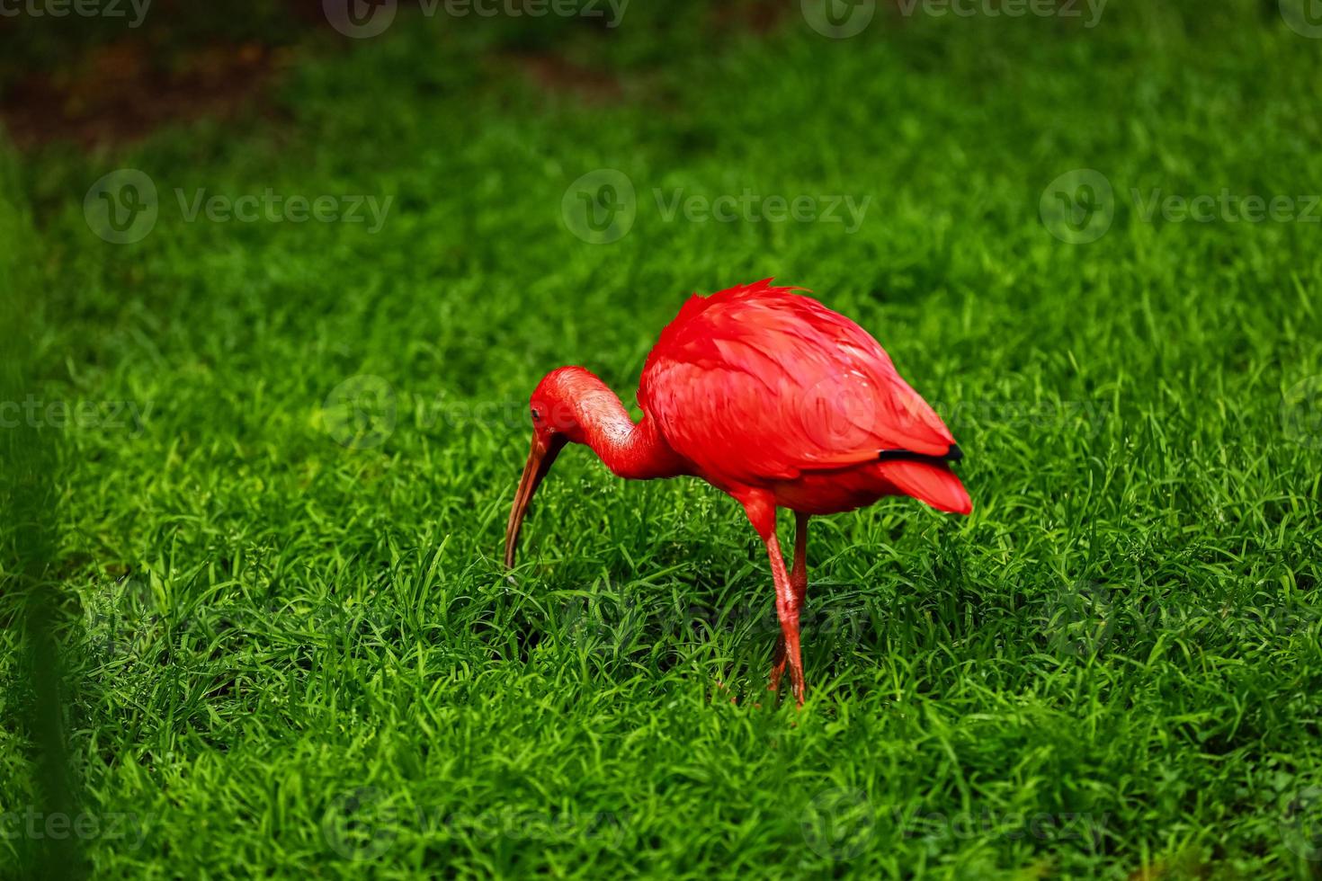 red ibis on green natural grass background. The scarlet ibis Eudocimus ruber looking for food in green grass. Red water tropical bird on the ground in the grass on a green background. photo