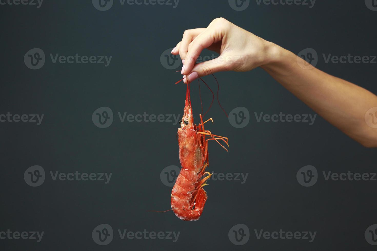 Close up of female hand holding fresh raw red langoustine, lobster, prawn or scampi on black background. Seafood for a healthy diet. copy space photo
