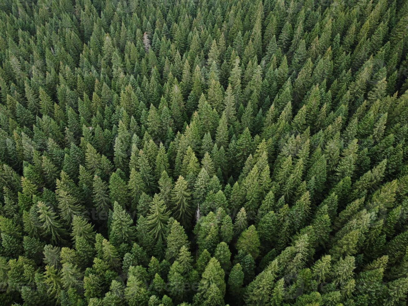 Aerial top view pine forest. Texture of coniferous forest view from above. Green background nature. Picture taken using drone photo