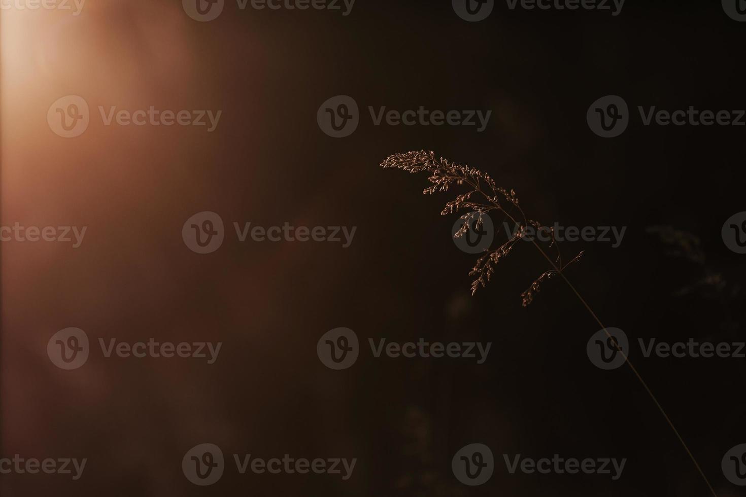 Selective soft focus of dry grass, reeds, stalks blowing in the wind at golden sunset light, horizontal, blurred hills on background, copy space. Nature, summer, grass concept photo