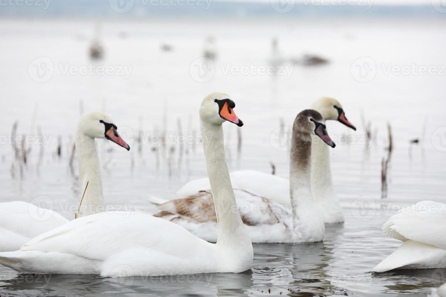 White swan flock in spring water. Swans in water. White swans. Beautiful white swans floating on the water. swans in search of food. selective focus photo