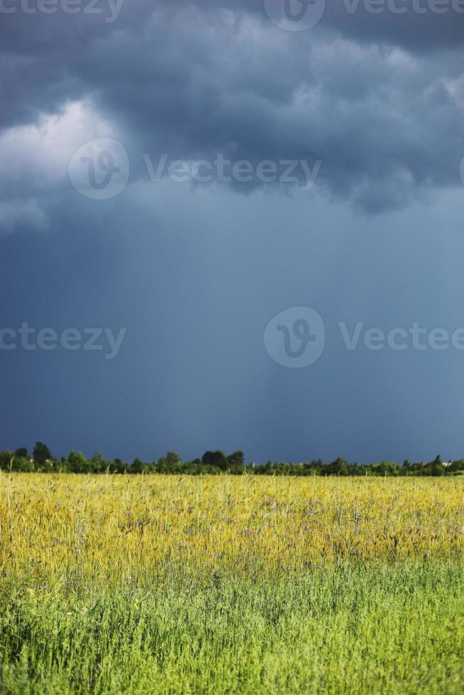 green wheat field and cloudy sky. Sown farm field with wheat and cereal. Spikelets of barley and oats. Agricultural garden with bread for food. Industrial stock theme photo