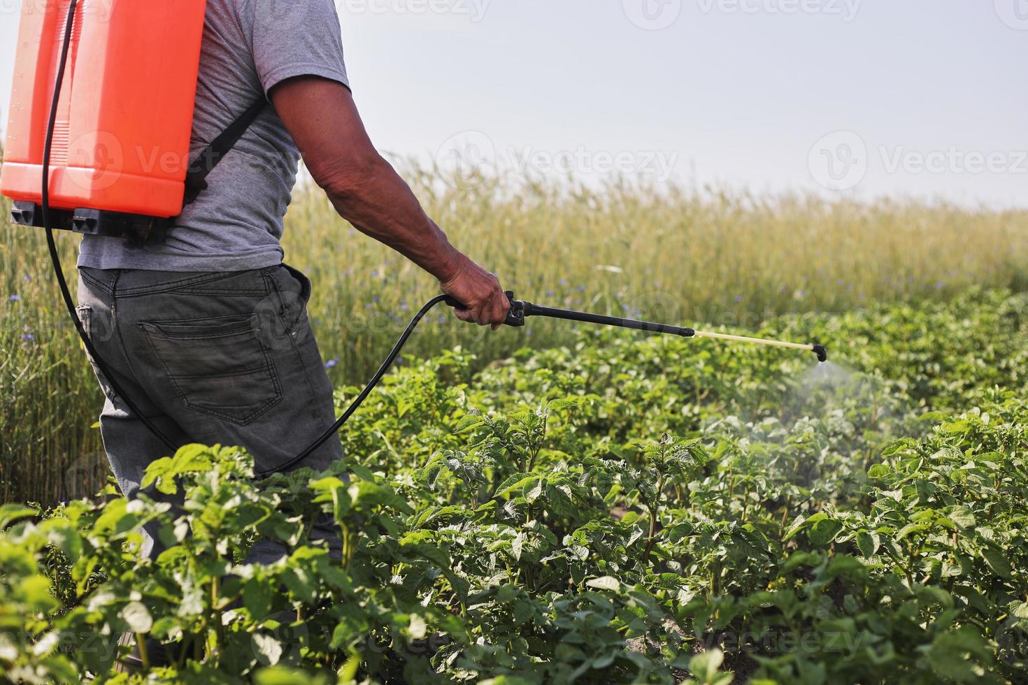 A farmer with a mist sprayer treats the potato plantation from pests and fungus infection. Use chemicals in agriculture. Agriculture and agribusiness. Harvest processing. Protection and care photo