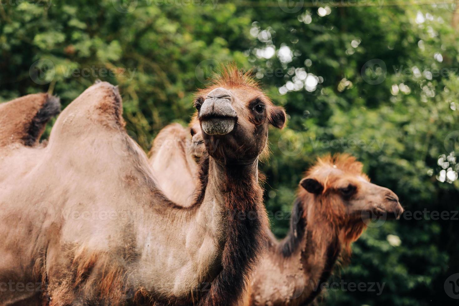 two-humped camels walks in the green Park in summer. Summer camels walks in the Park. selective focus photo