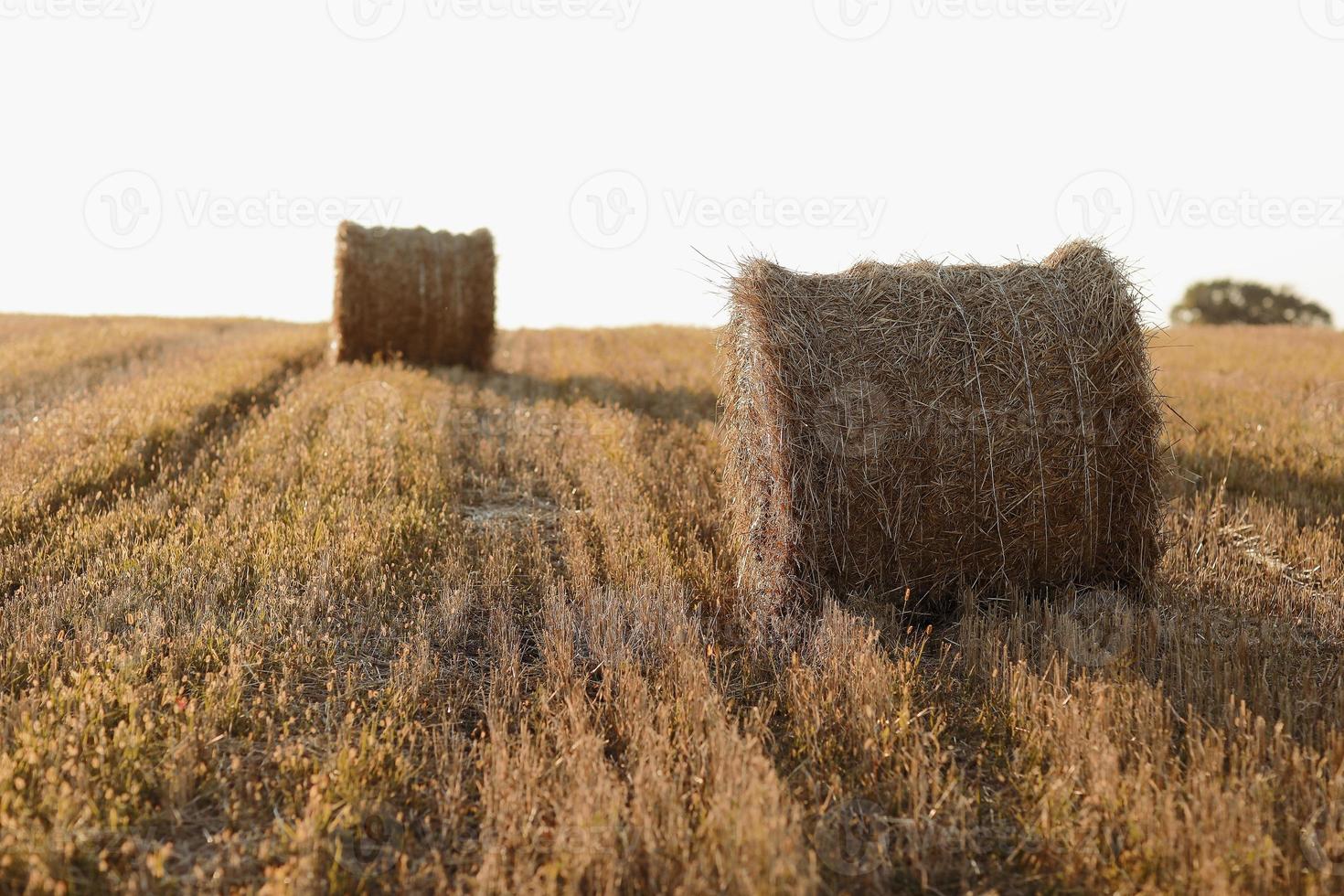 fardos de paja de heno de trigo apilados en un montón en el campo de rastrojo en una tarde de verano. Fardos de paja en tierras de cultivo con azul cielo nublado foto