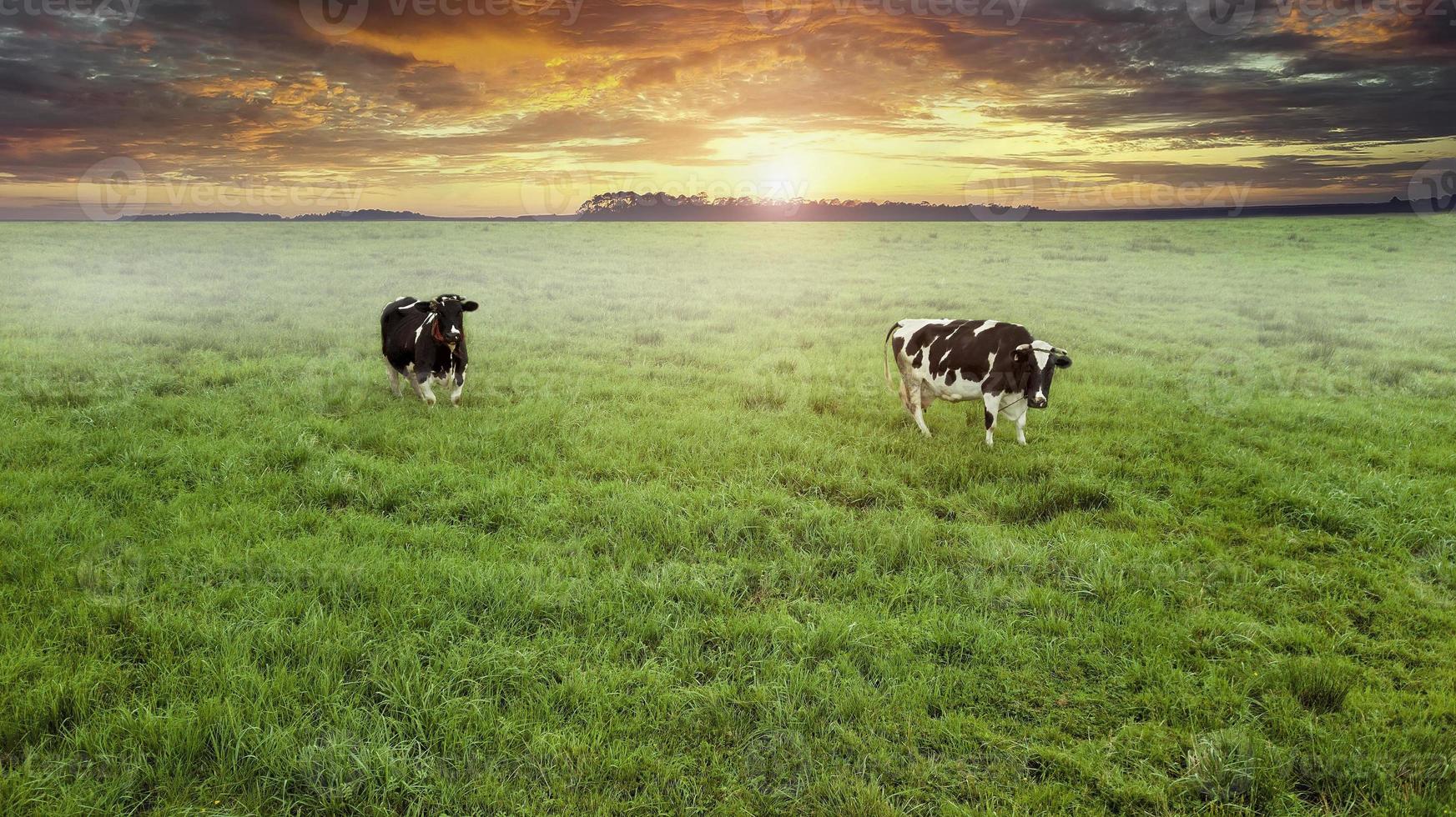 two cows grazing in a meadow top view from drone aerial photography photo