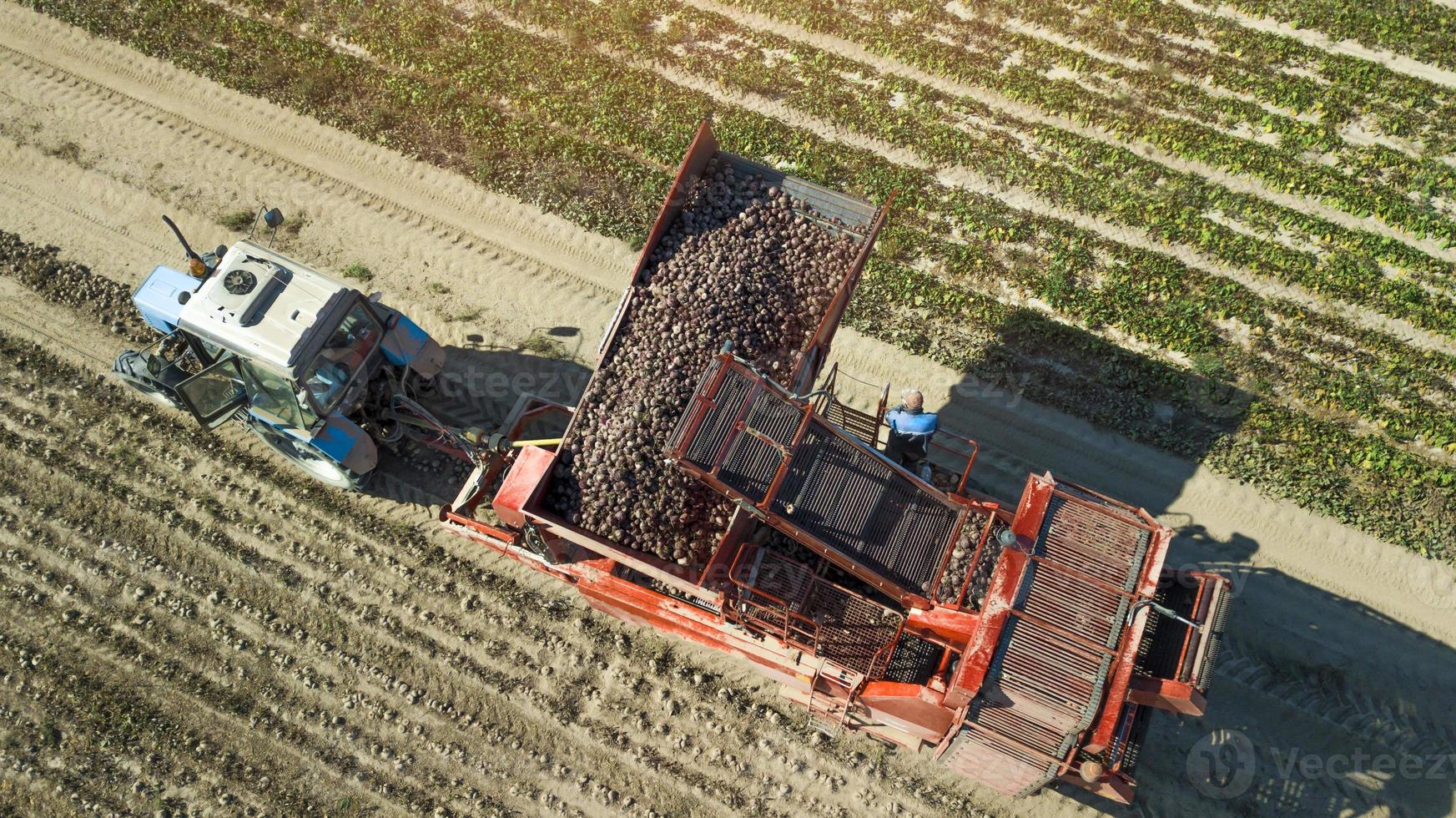 Farmers harvesting red  beets  aerial view photo