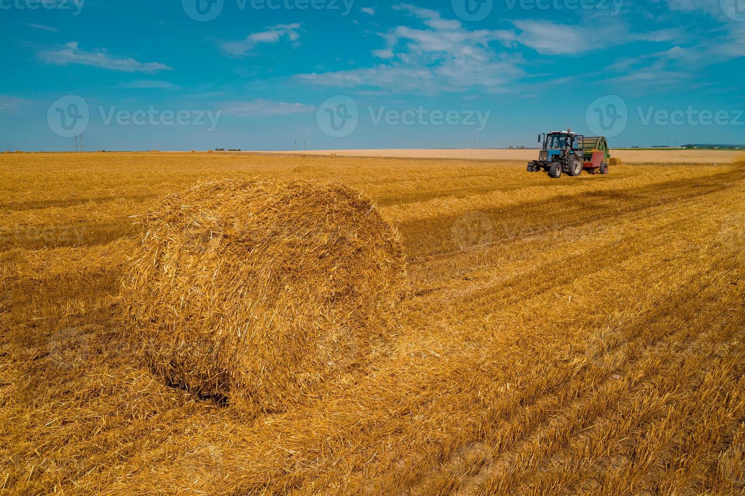 Harvester machine to harvest wheat field working. Combine harvester agriculture machine harvesting golden ripe wheat field. Agriculture. photo