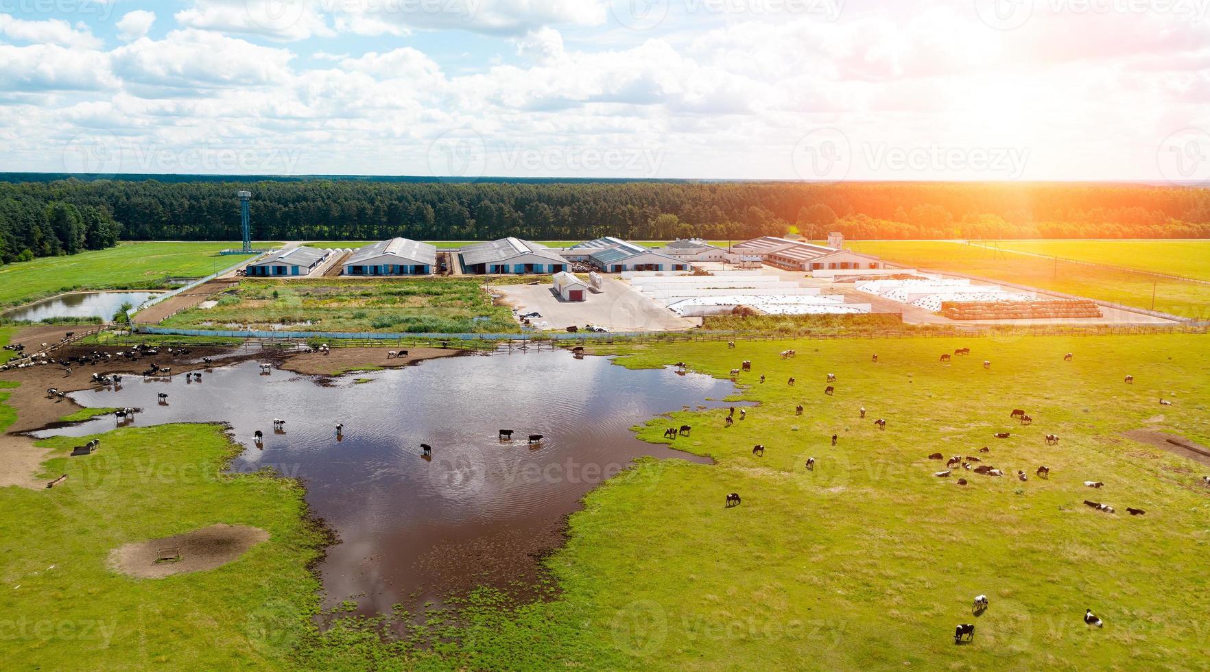 Aerial view of cows herd grazing on pasture field, top view drone pov , in grass field these cows are usually used for dairy production. photo