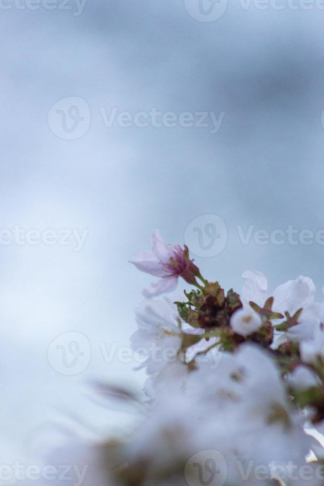 A floral view photo