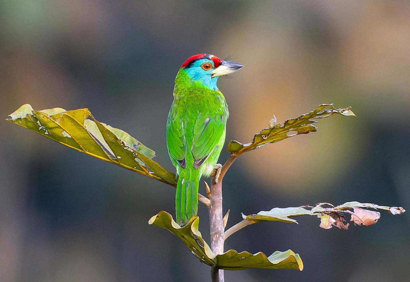 Bird sitting on a branch in the forest photo