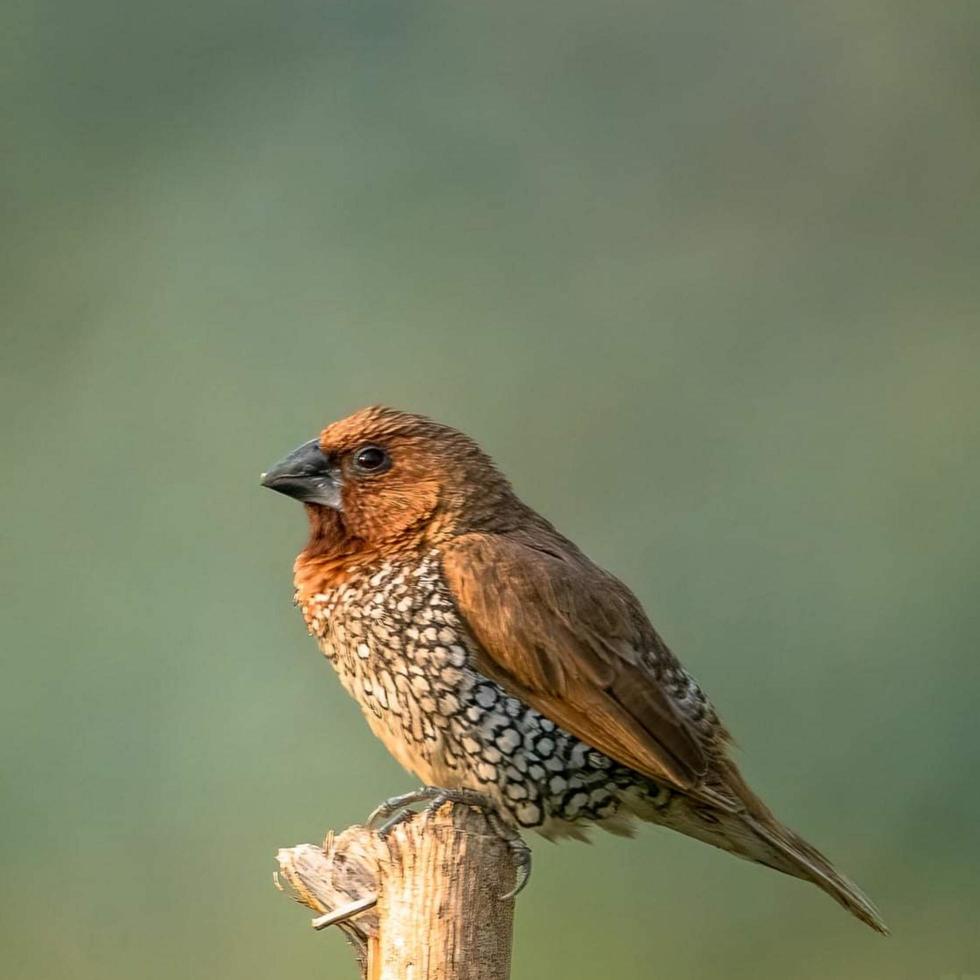 Bird sitting on a branch in the forest photo