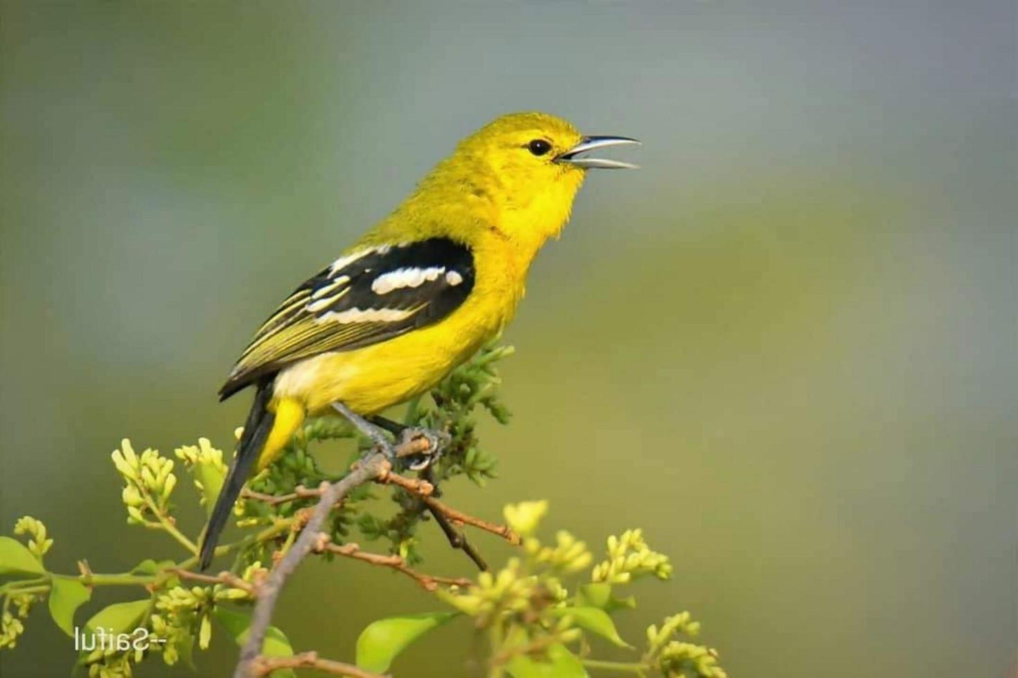 Bird sitting on a branch in the forest photo