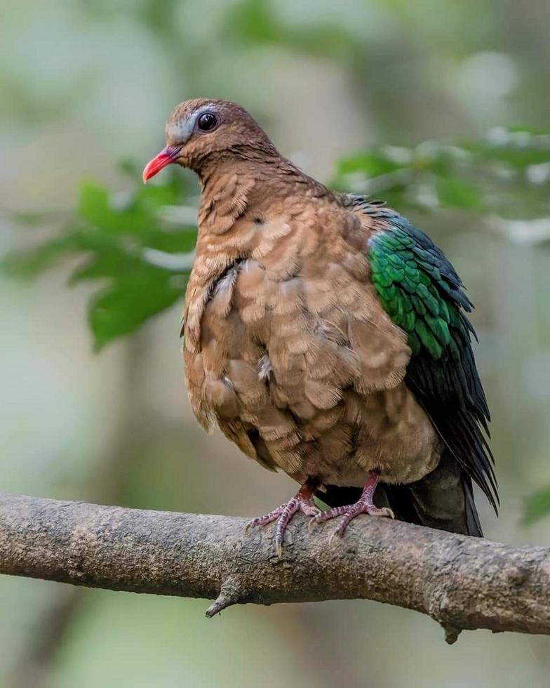 Bird sitting on a branch in the forest photo