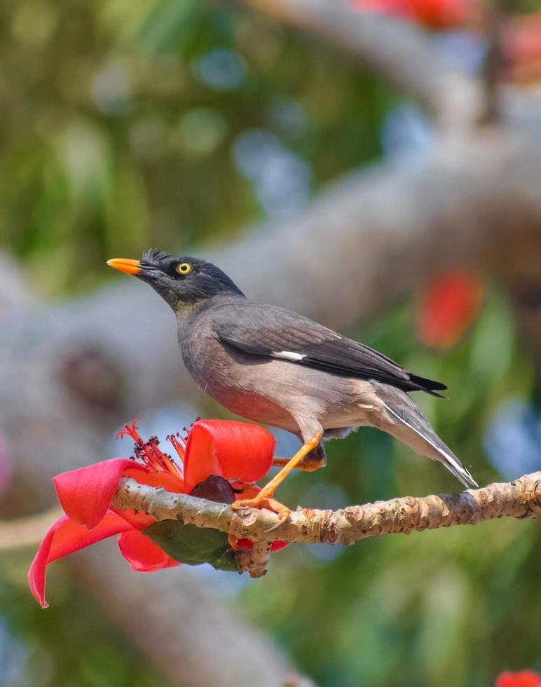 Bird sitting on a branch in the forest photo