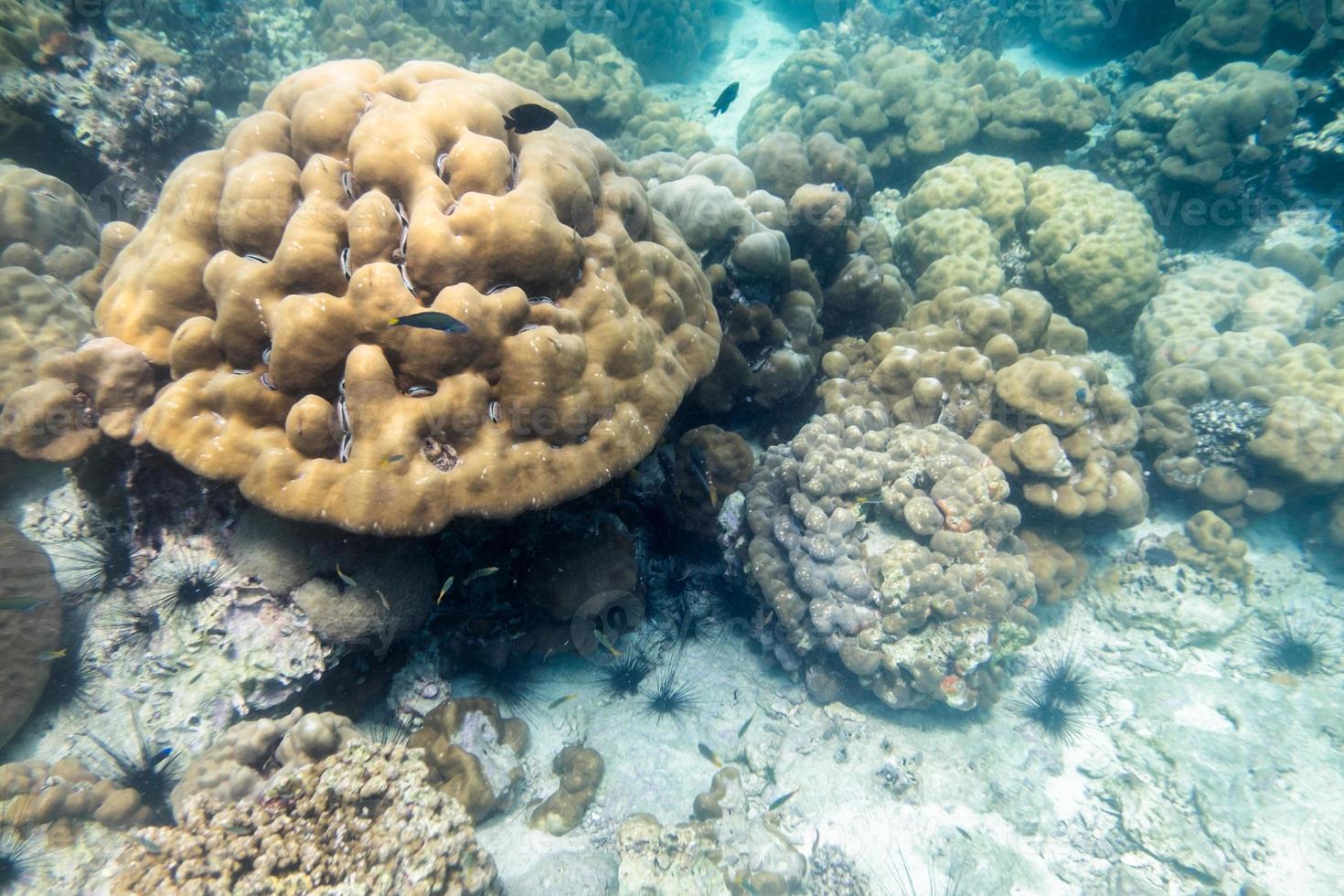 gran colonia de arrecifes de coral con peces en el mar de labios foto