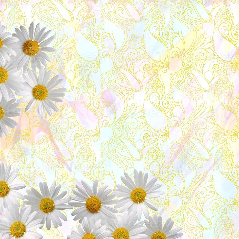 manzanilla, margarita, flores blancas en el fondo foto