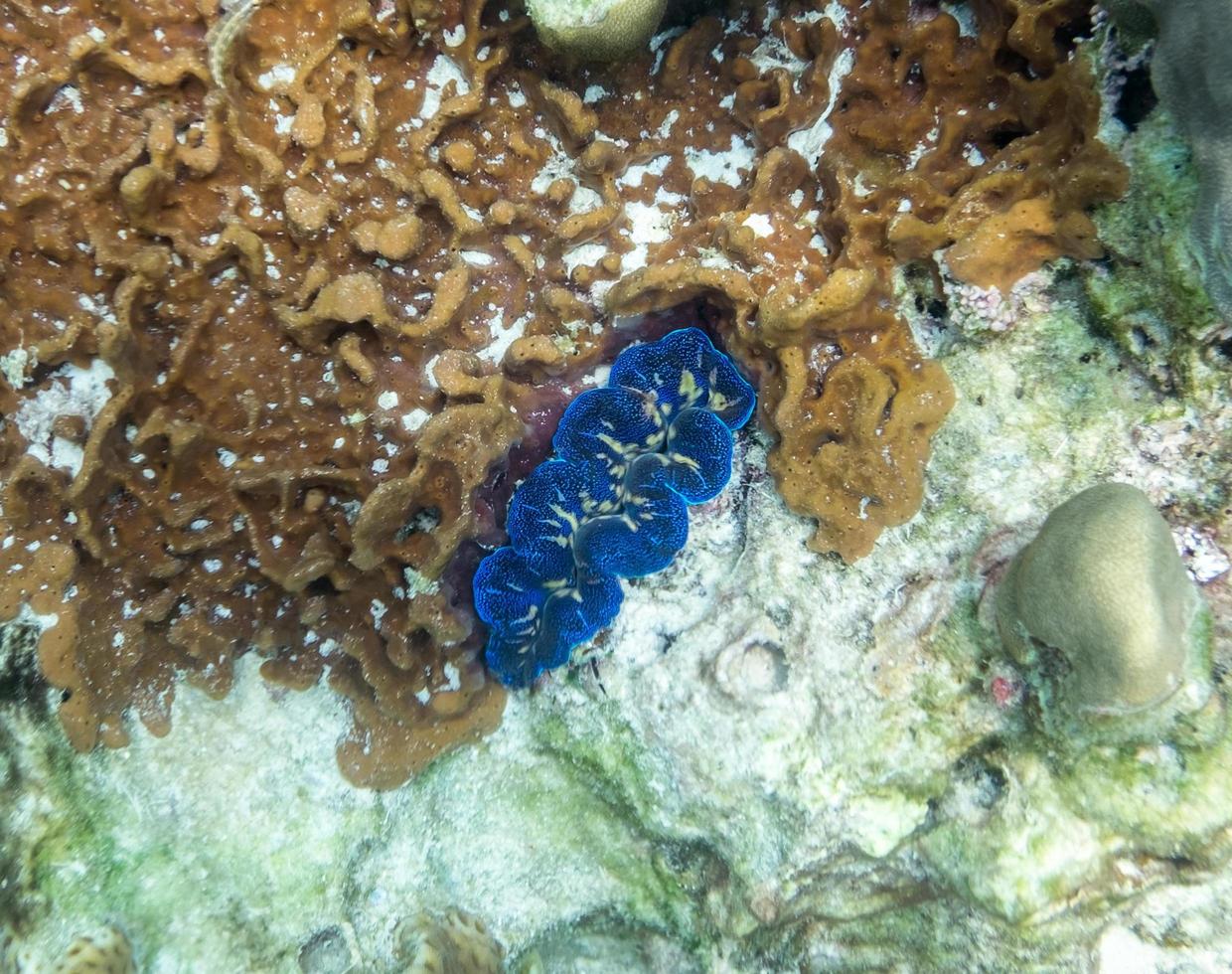 Giant clam blue on coral reef stone photo