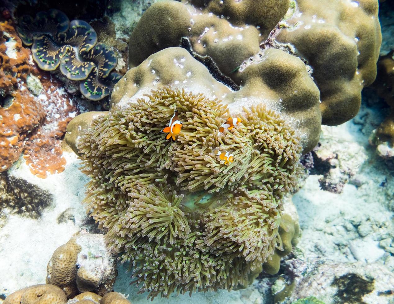 Clownfish hiding in coral photo