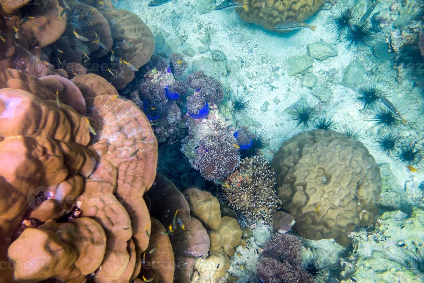 peces y arrecifes de coral coloridos bajo el agua foto