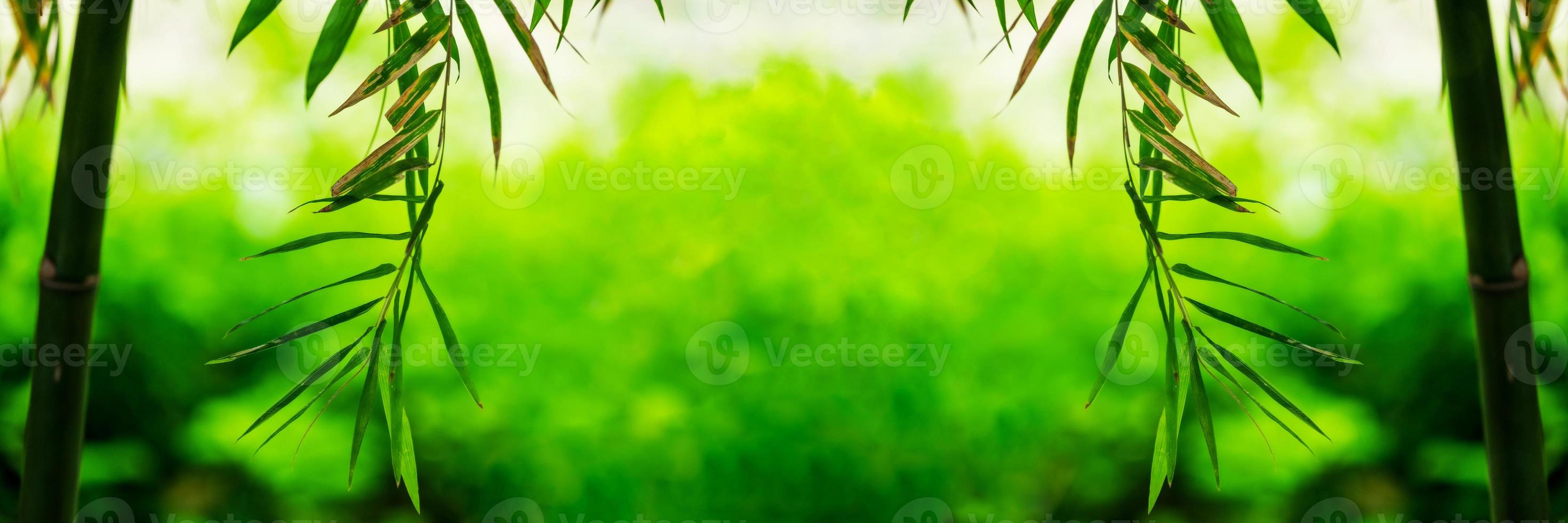 Bamboo green leaf soft blurred photo