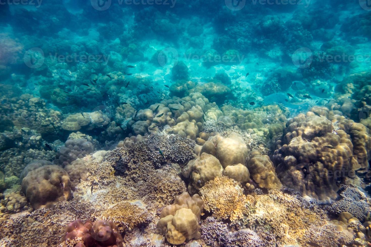 hermoso arrecife de coral y peces escolares a la luz del sol foto