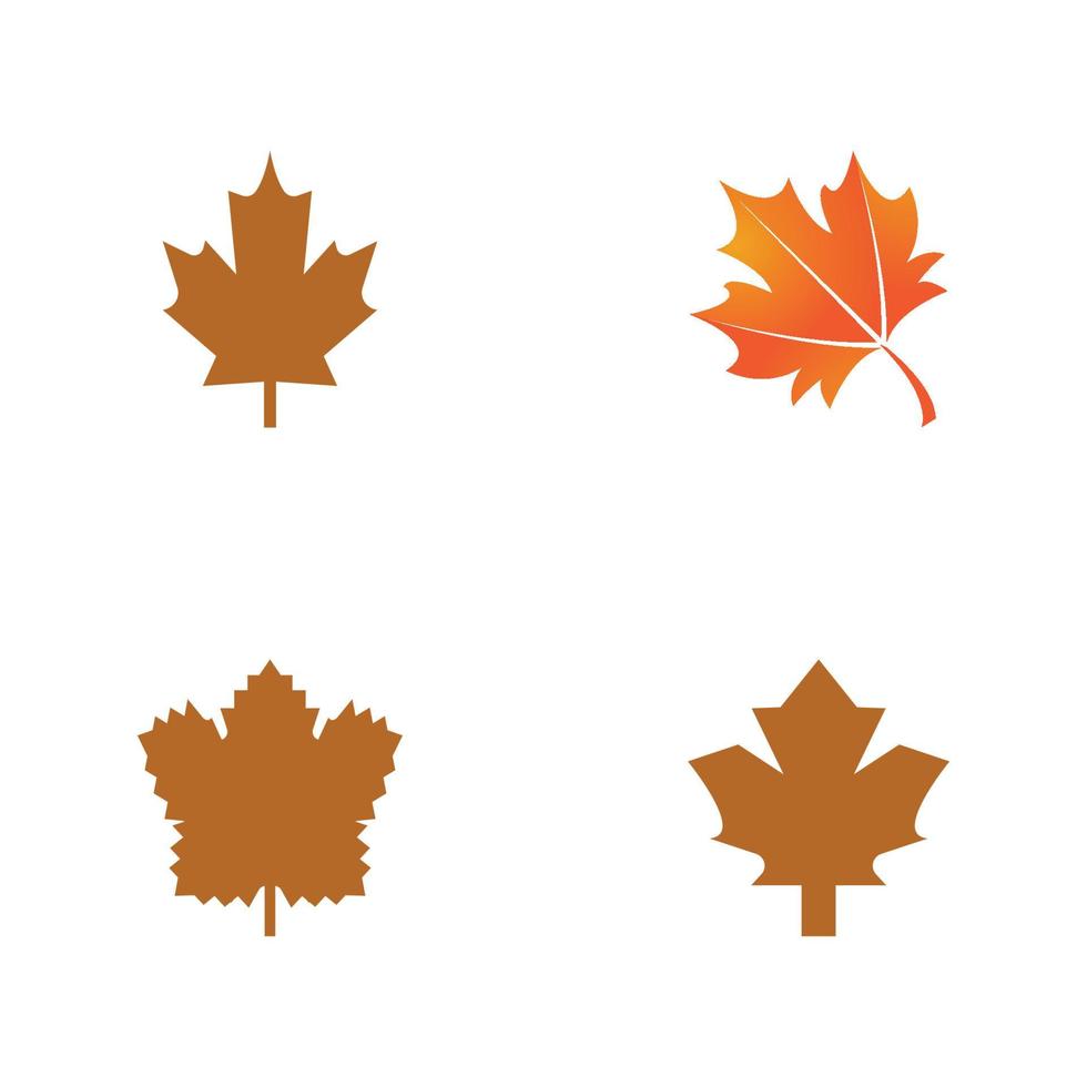 Maple leaf vector illustration design template