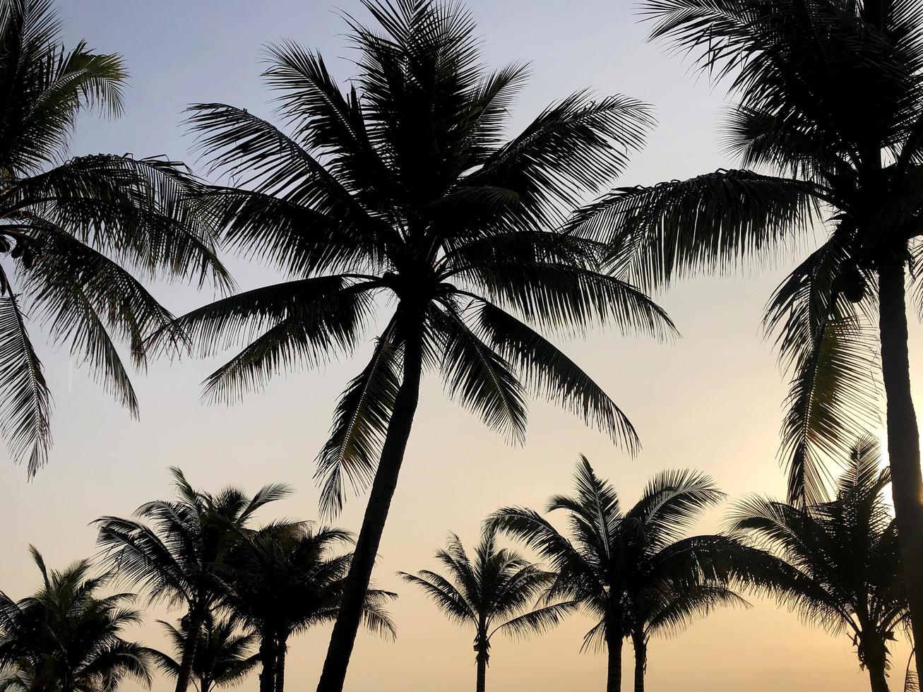 Silhouette of coconut palm trees on sunset background photo