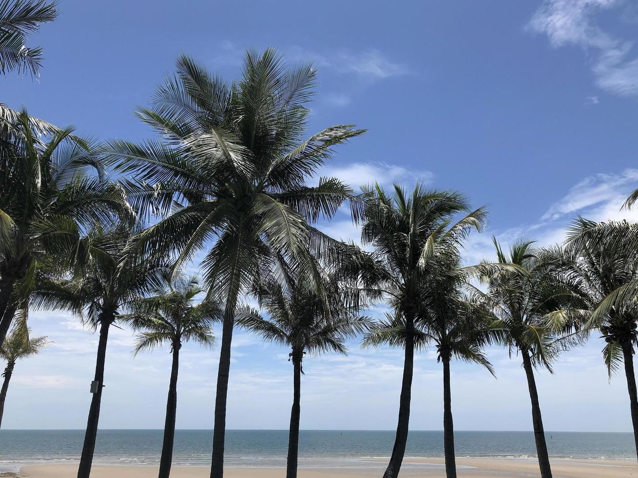 Coconut palm trees on blue sky beach background photo