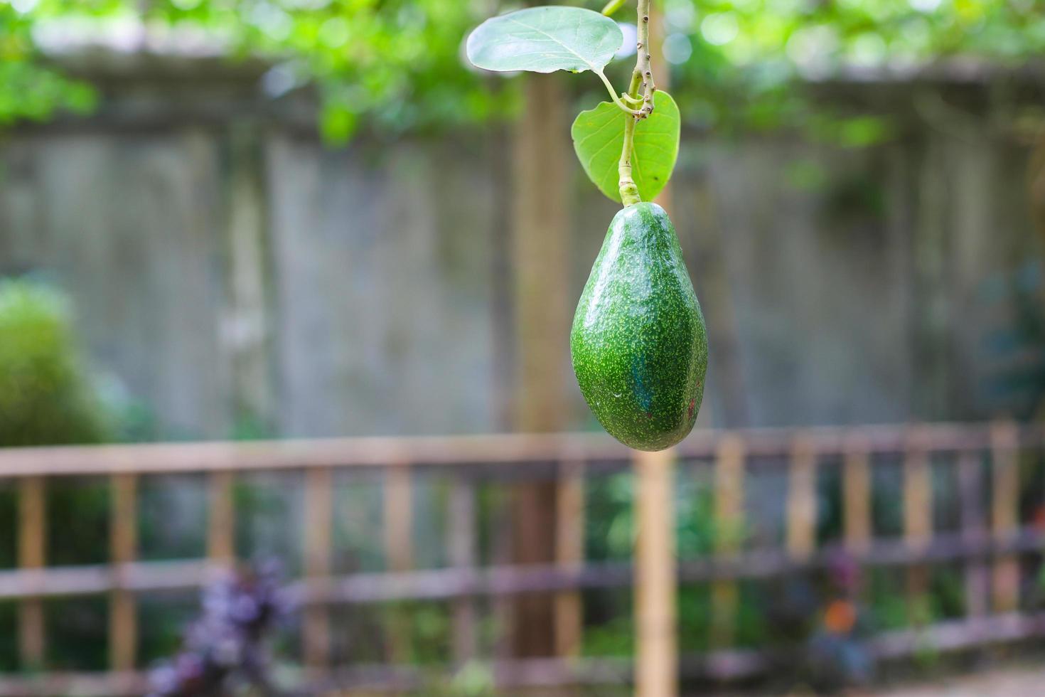 Fresh avocado fruit photo