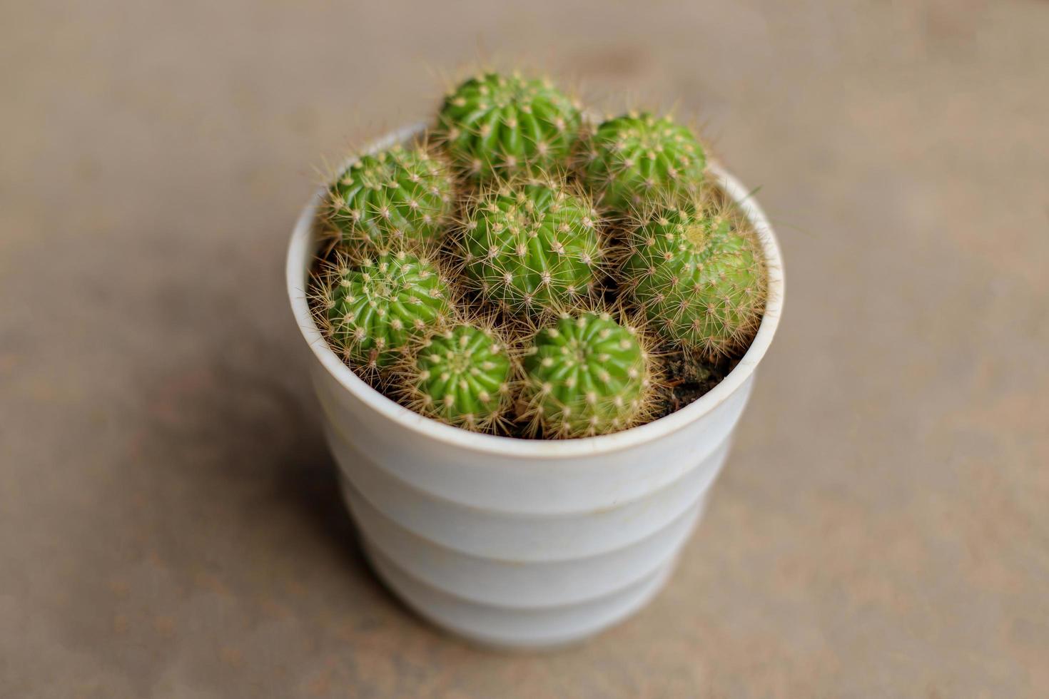 cactus planta naturaleza fondo foto