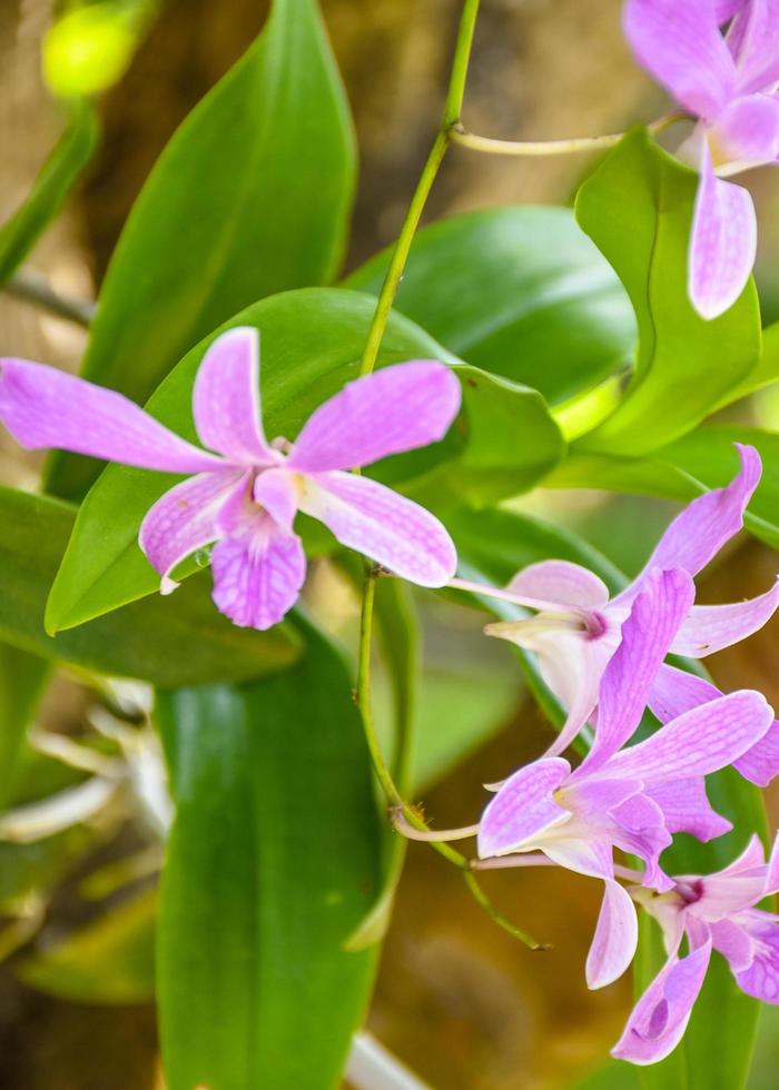 Orquídea hermosa blanca púrpura y luz matinal en la granja foto