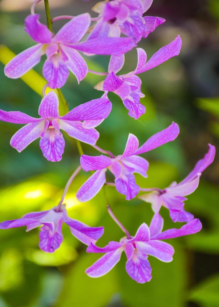 hermosa orquídea blanca púrpura en la luz de la mañana en la granja foto