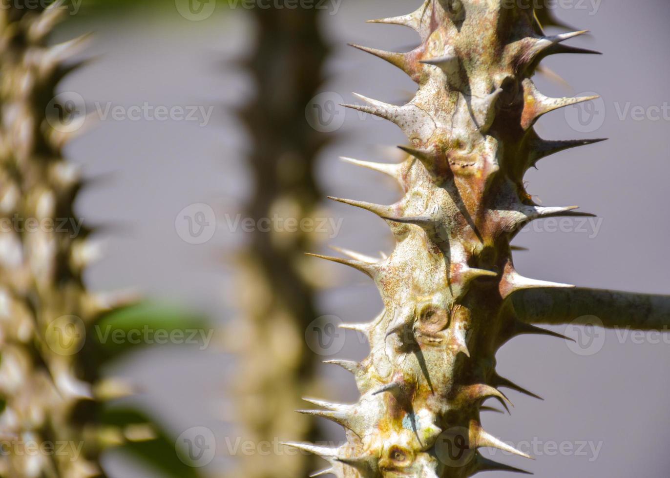 the sharp thorns of the cactus and light soft photo