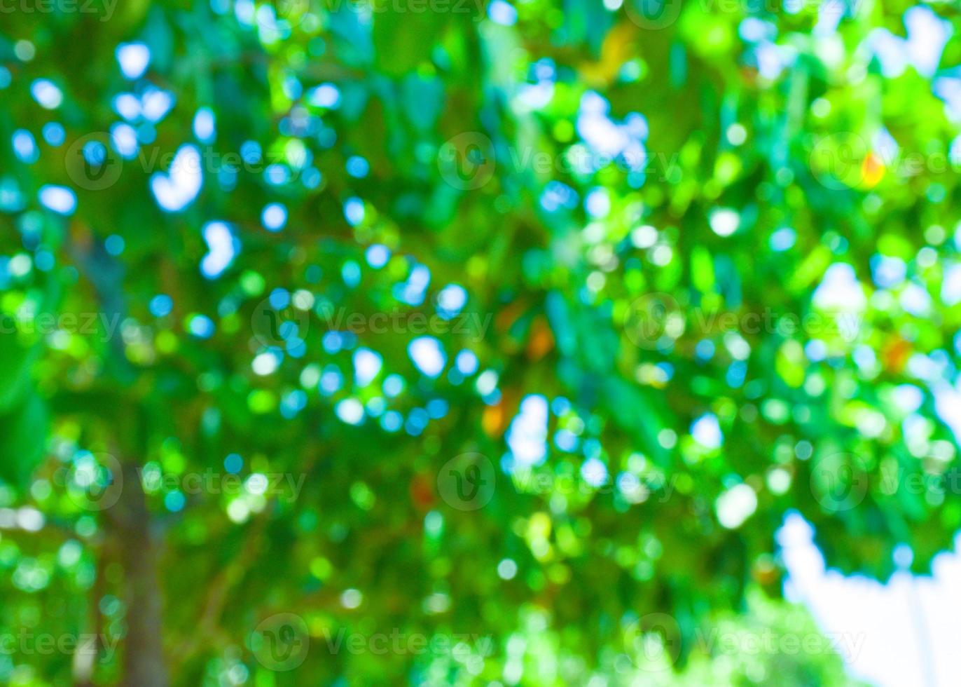 bokeh  blur soft nature beauty abstract background green light photo