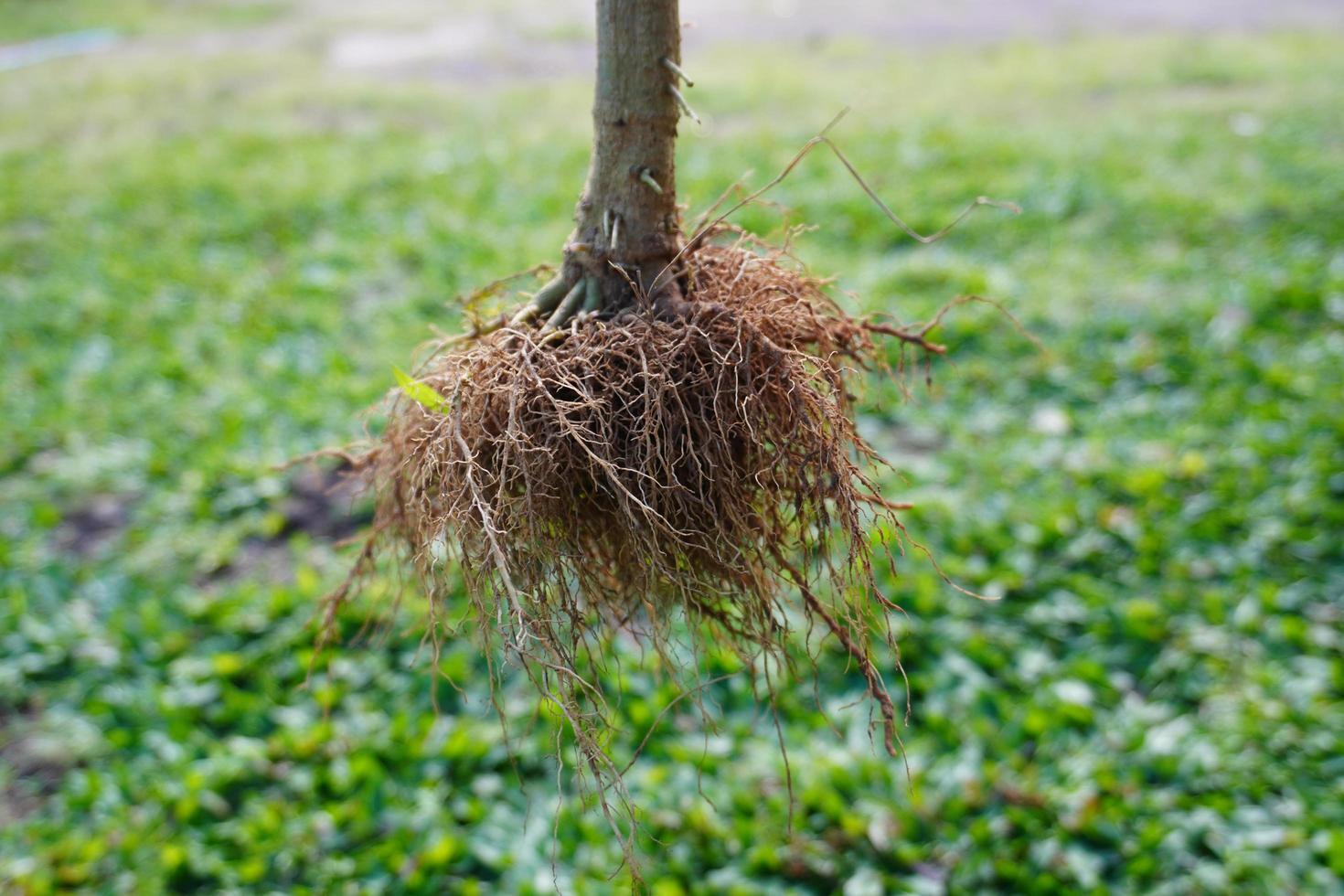 Root System. The roots of a tree that have been uprooted from the soil photo