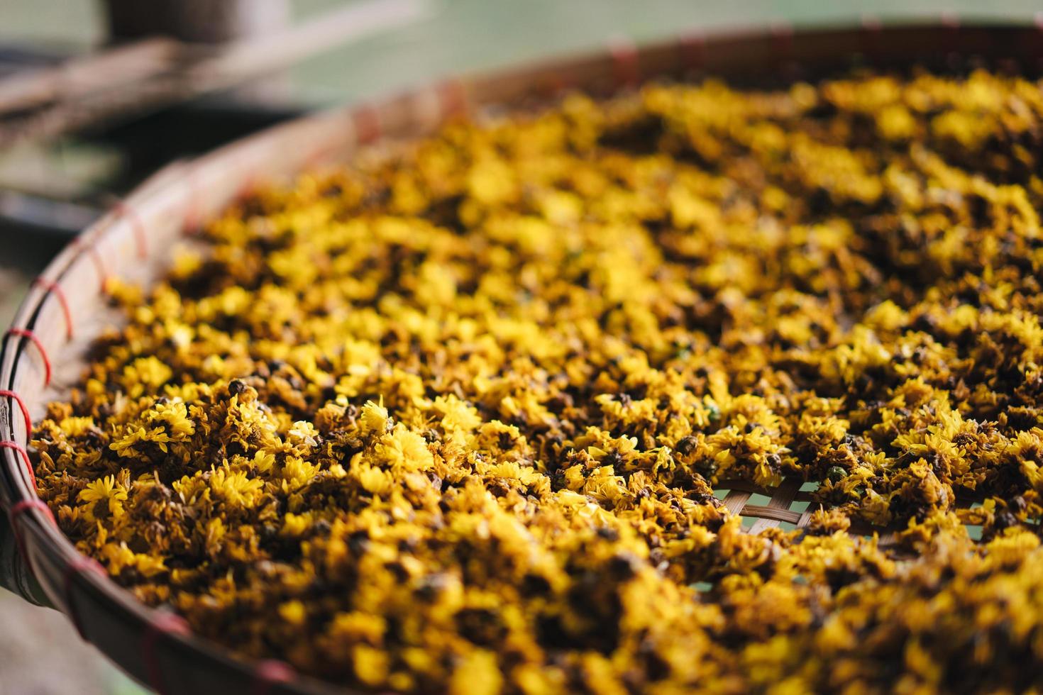 crisantemo amarillo floreciente seco de la cosecha con el faraón del norte. foto