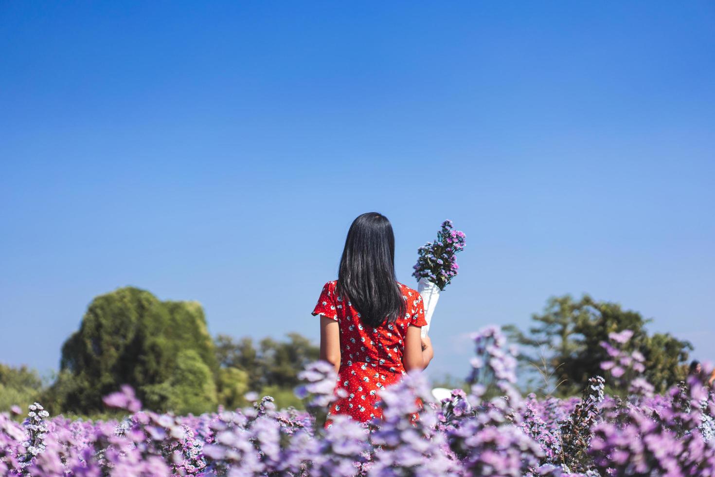 Adult asian travel woman walking relax in purple margaret flower field. photo