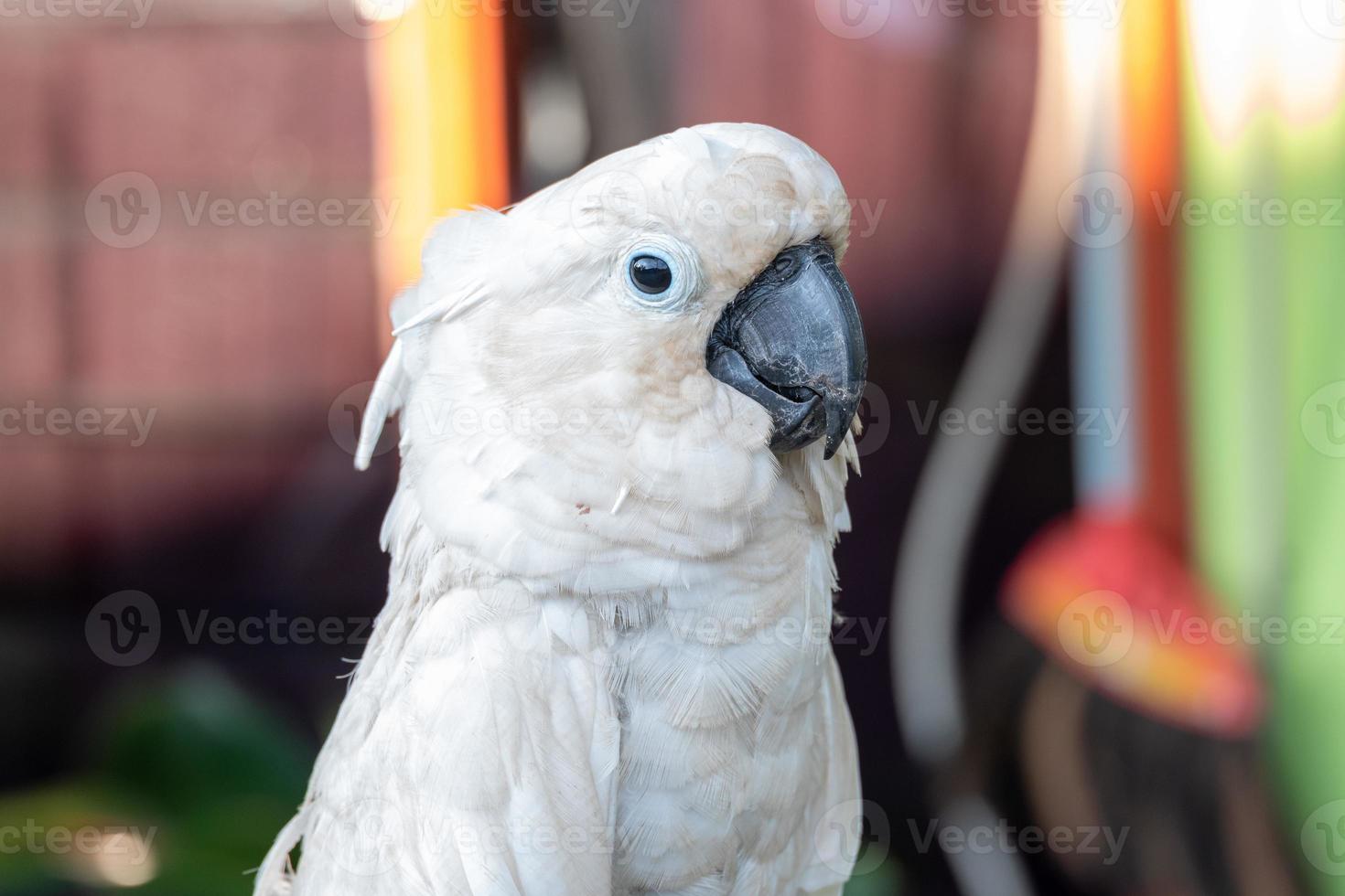 selective focus on white cockatoos with blurred background photo