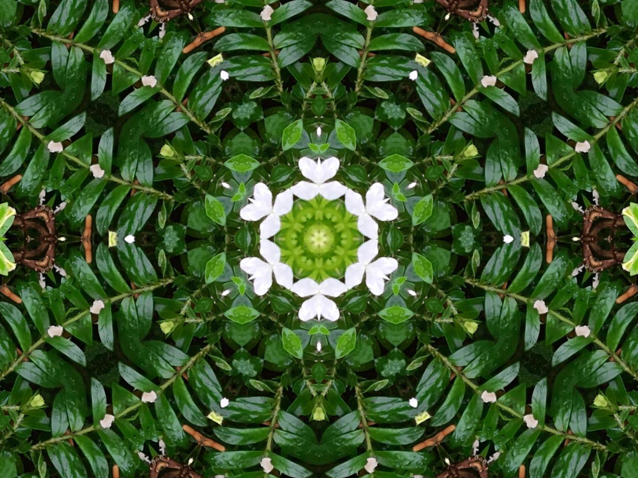 Abstract background in green color. Green leaves kaleidoscope. photo