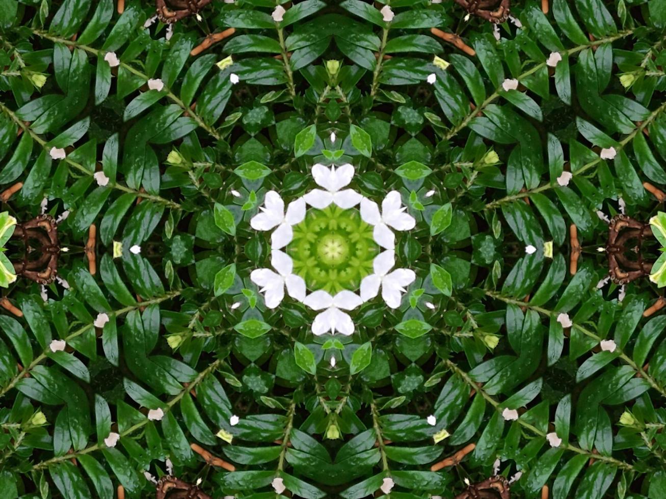 Abstract background in green color. Green leaves kaleidoscope. photo