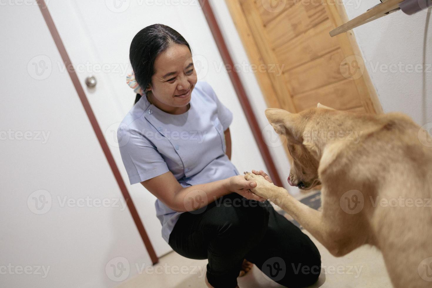 Dog happily plays with Asian owner inside the house. photo