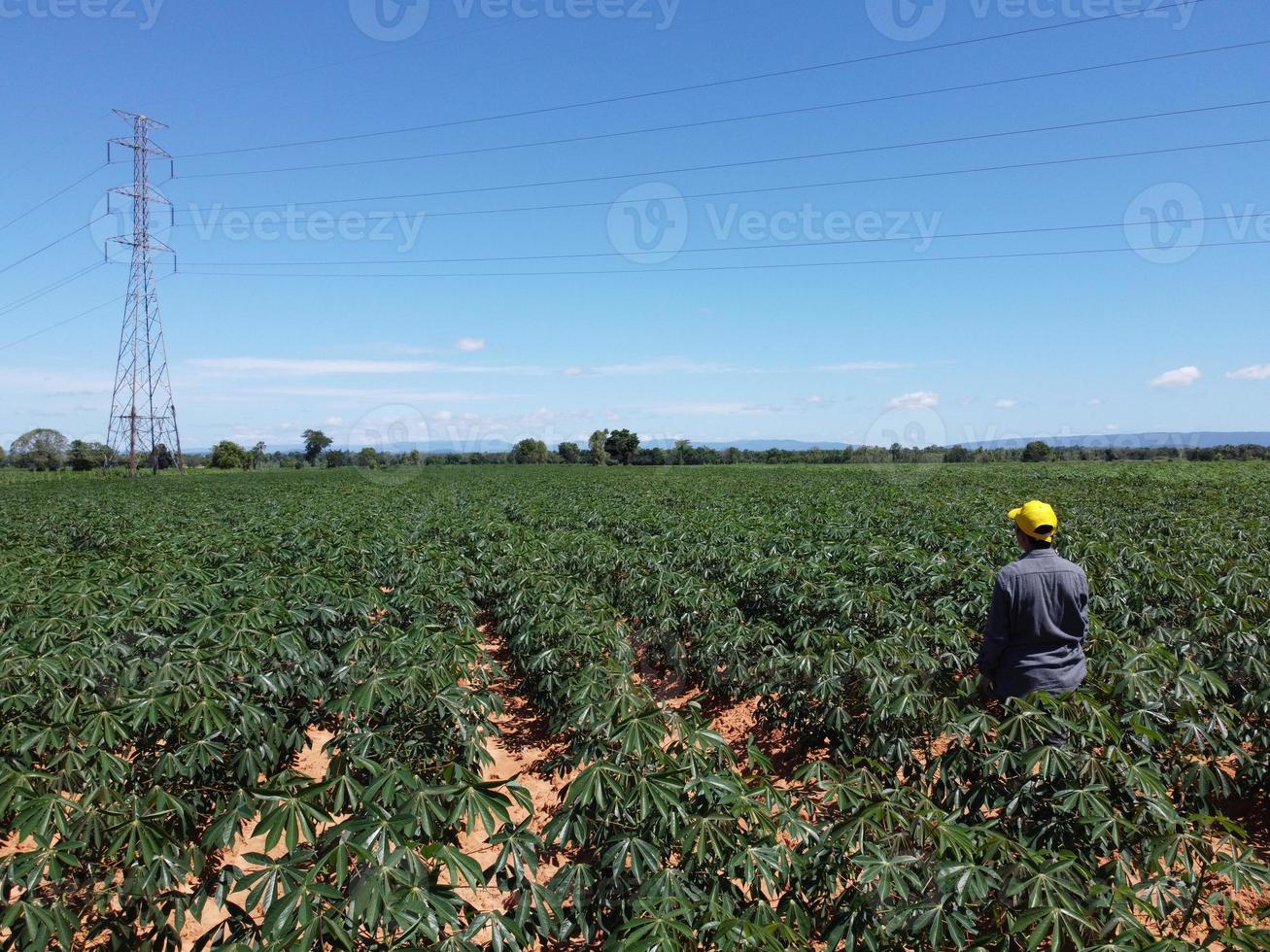 Modern farmers are inspecting agricultural fields in bright sunlight during the day. photo