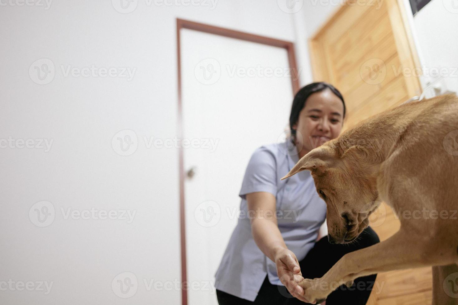 Dog happily plays with Asian owner inside the house. photo