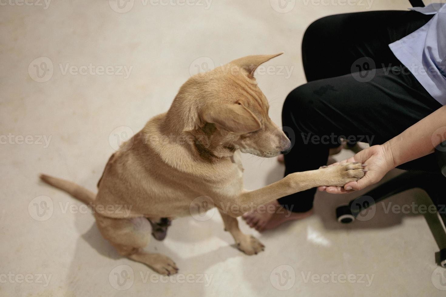 el perro juega felizmente con el dueño asiático dentro de la casa. foto