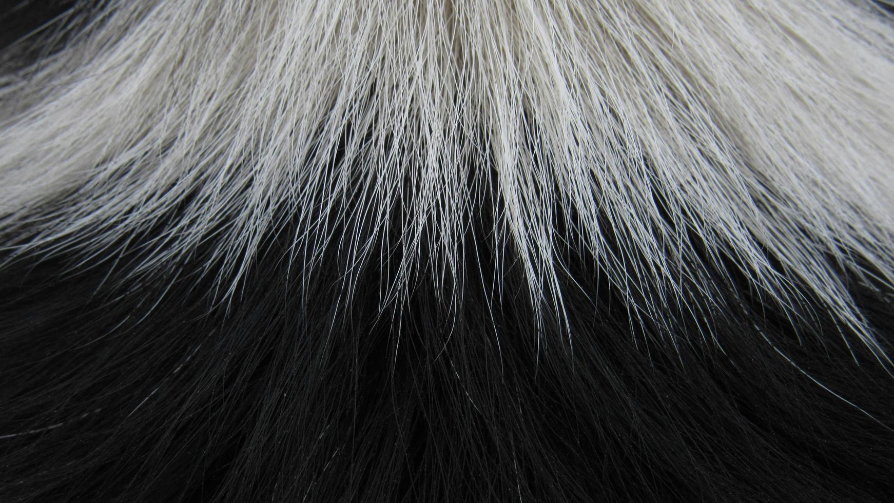 fur texture. close up of fur. fur background photo